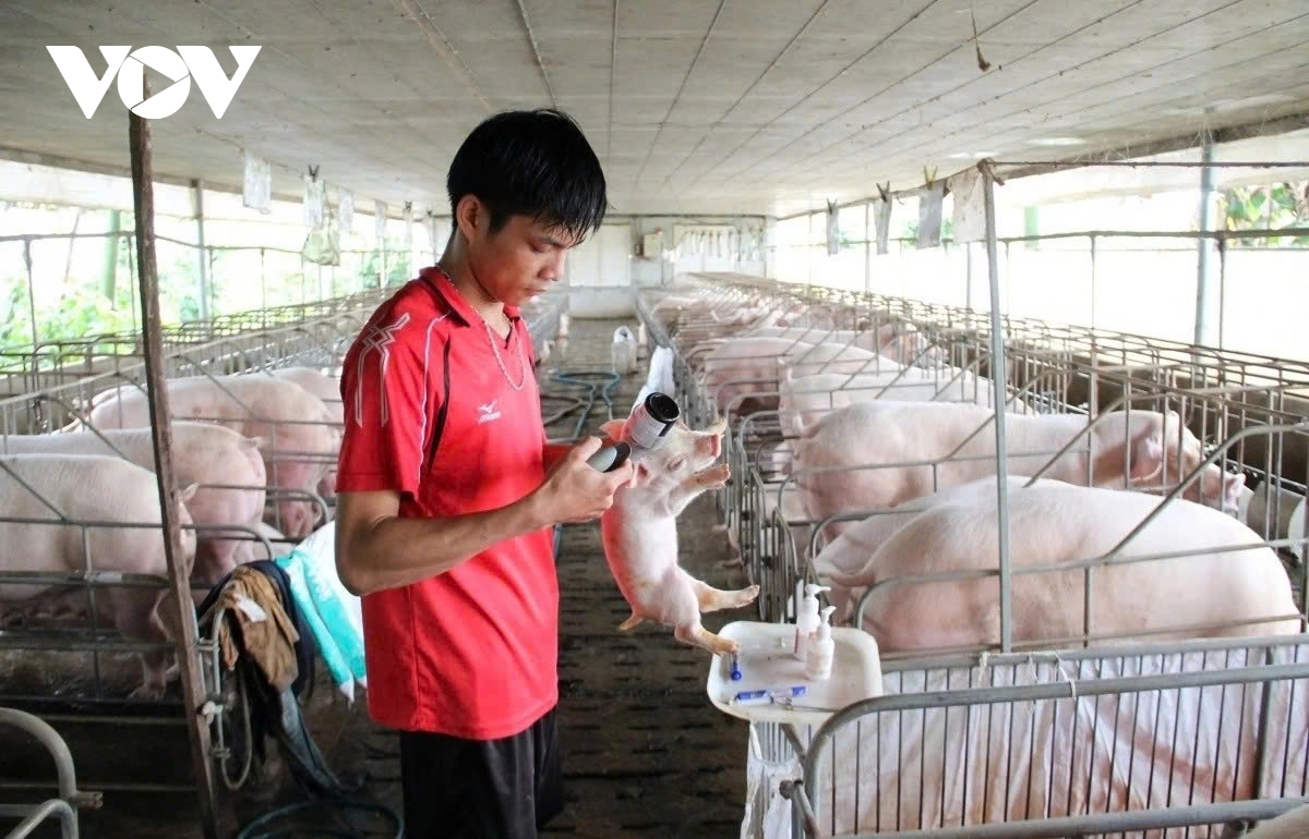 Disease control key to Vietnam’s sustainable livestock growth